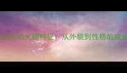 边境牧羊犬幼犬期特征从外貌到性格的成长密码