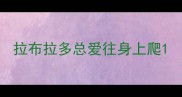 拉布拉多总爱往身上爬