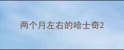 两个月左右的哈士奇