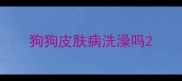 狗狗皮肤病洗澡吗