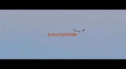 蓝色边牧蓝色眼睛