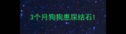 3个月狗狗患尿结石