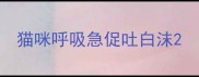 猫咪呼吸急促吐白沫
