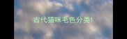 古代猫咪毛色分类