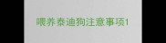 喂养泰迪狗注意事项