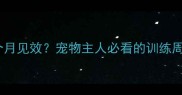 法斗训练几个月见效宠物主人必看的训练周期指南