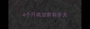 4个月高加索有多大