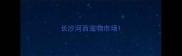 长沙河西宠物市场