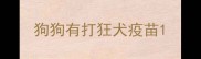 狗狗有打狂犬疫苗