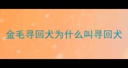 金毛寻回犬为什么叫寻回犬