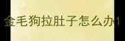 金毛狗拉肚子怎么办