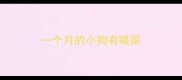 一个月的小狗有眼屎