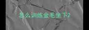 怎么训练金毛坐下