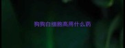 狗狗白细胞高用什么药