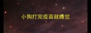 小狗打完疫苗就睡觉