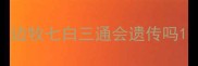 边牧七白三通会遗传吗