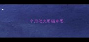 一个月幼犬用福来恩