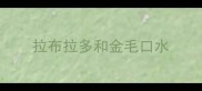 拉布拉多和金毛口水