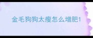 金毛狗狗太瘦怎么增肥