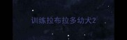 训练拉布拉多幼犬