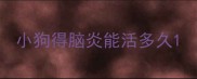 小狗得脑炎能活多久