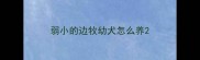 弱小的边牧幼犬怎么养