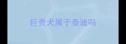 巨贵犬属于泰迪吗