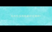 拉布拉多狗粮最好吃哪种