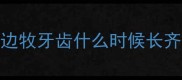 边牧牙齿什么时候长齐