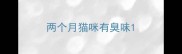 两个月猫咪有臭味