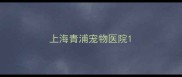 上海青浦宠物医院