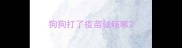 狗狗打了疫苗就咳嗽