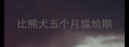 比熊犬五个月尴尬期