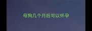 母狗几个月后可以怀孕