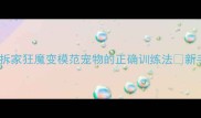 90天矫正期哈士奇幼犬拆家狂魔变模范宠物的正确训练法新手必看附分龄训练全攻略