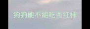 狗狗能不能吃西红柿