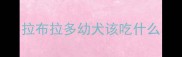 拉布拉多幼犬该吃什么