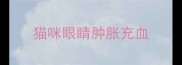 猫咪眼睛肿胀充血