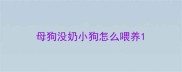 母狗没奶小狗怎么喂养