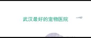 武汉最好的宠物医院