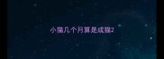 小猫几个月算是成猫