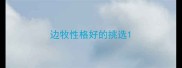 边牧性格好的挑选