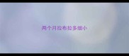 两个月拉布拉多细小