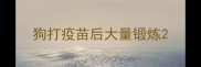狗打疫苗后大量锻炼