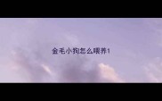 金毛小狗怎么喂养