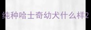 纯种哈士奇幼犬什么样