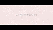2个月比熊犬有多大