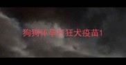 狗狗怀孕打狂犬疫苗