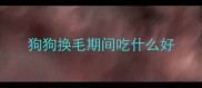 狗狗换毛期间吃什么好