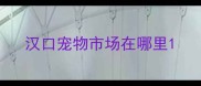 汉口宠物市场在哪里